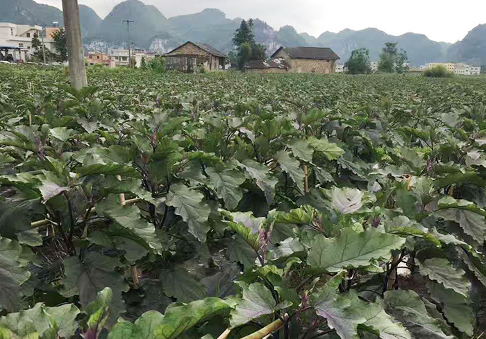 茄子种植基地