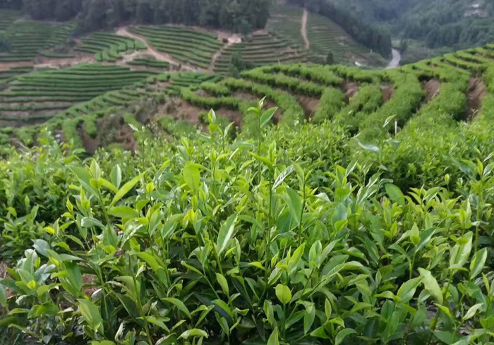 茶叶种植基地