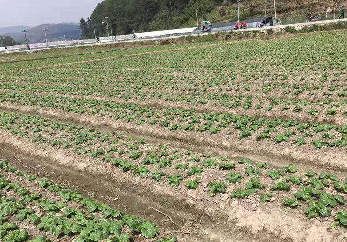 蔬菜种植基地