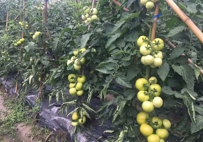 有机西红柿种植基地
