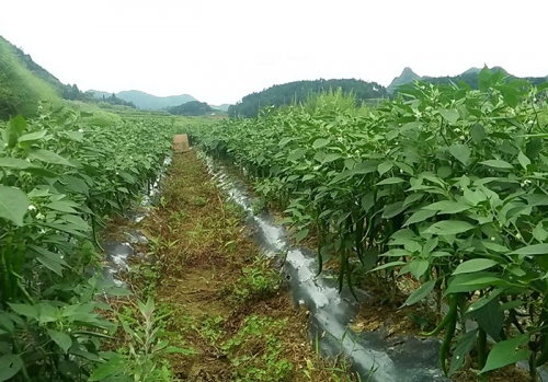 辣椒种植基地