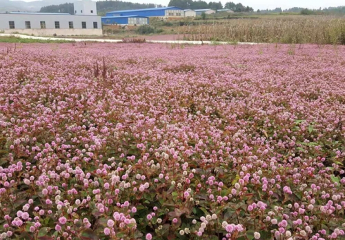 中药材种植基地