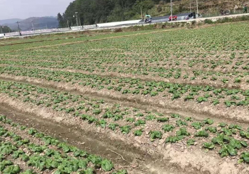 蔬菜种植基地