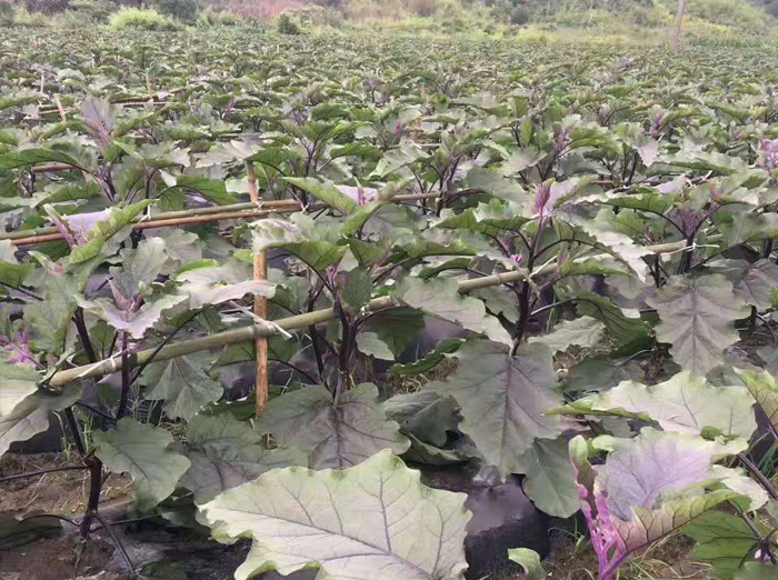 农产品种植基地