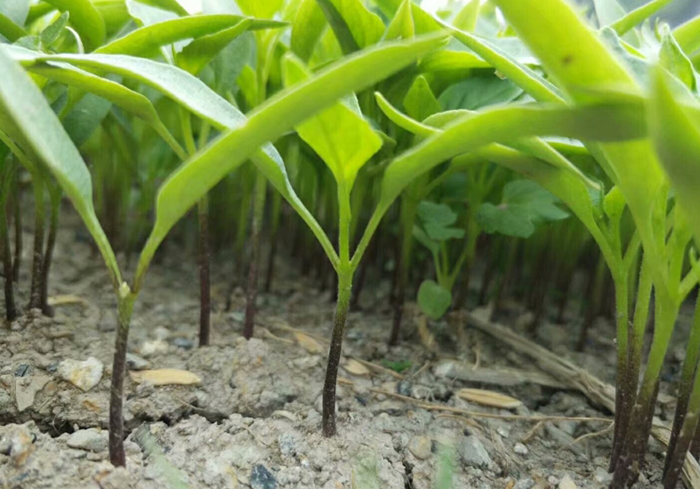 高科技农业种植技术