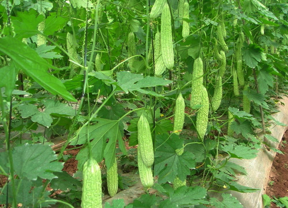 农产品种植基地