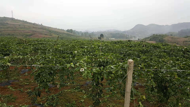 农产品种植基地