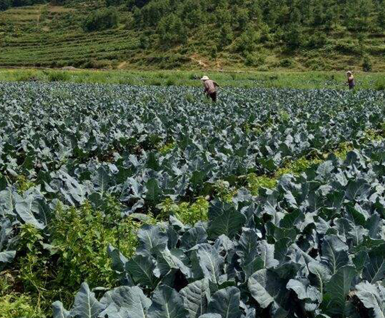 农产品种植基地